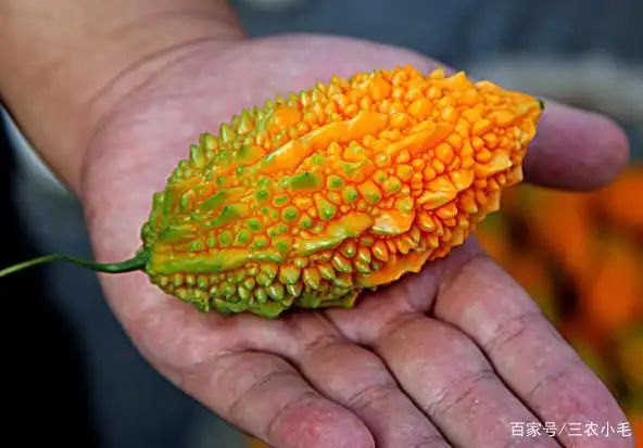 苦瓜的种植方法