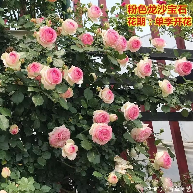 藤本月季哪里卖