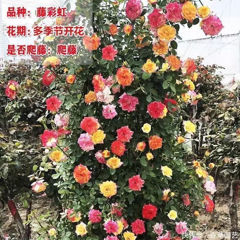 藤本月季种植方法