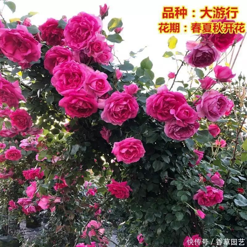 藤本月季种植方法