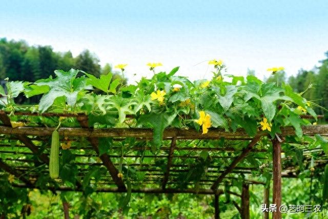 丝瓜塑料棚栽培法：避开空秧徒长，入伏管好2点，一茬结到深秋
