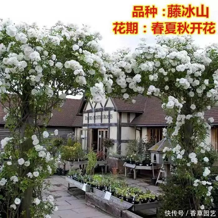 藤本月季种植方法