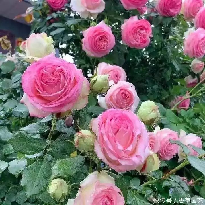 藤本月季种植方法