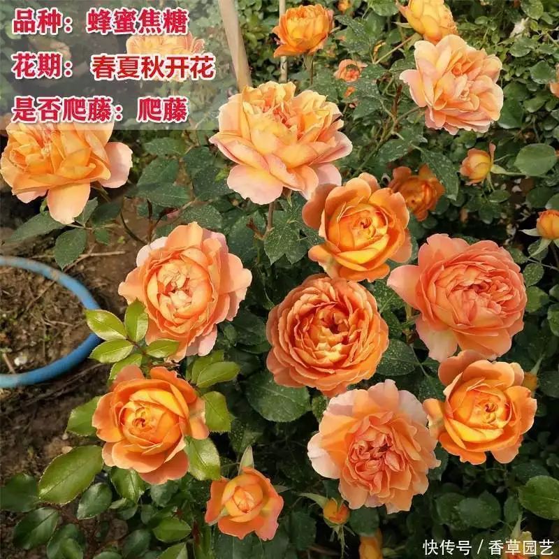 藤本月季种植方法