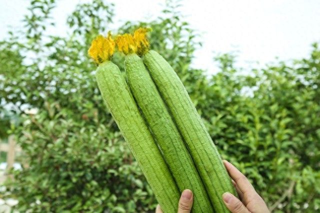 简易大棚丝瓜种植技术