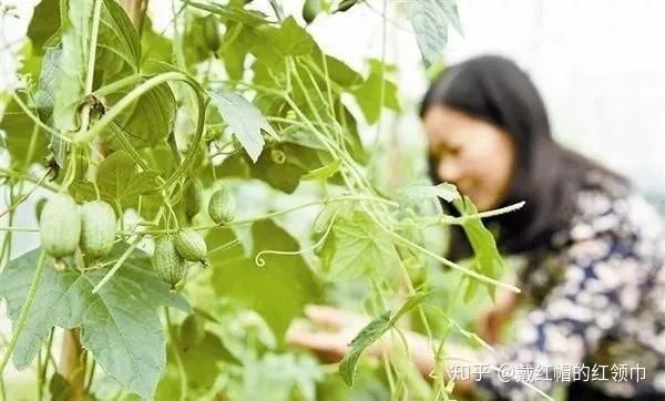 拇指西瓜种植方法