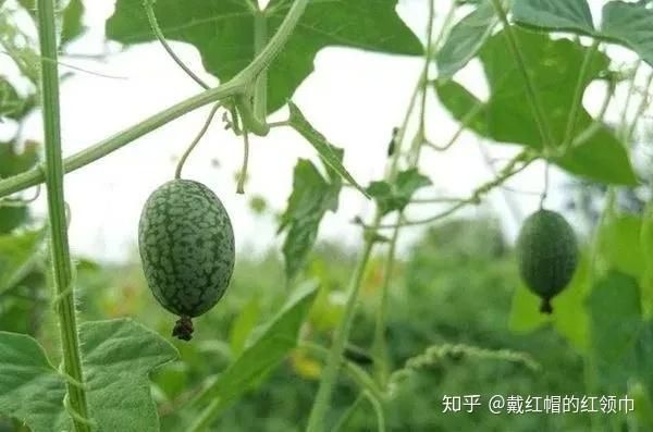 拇指西瓜种植方法