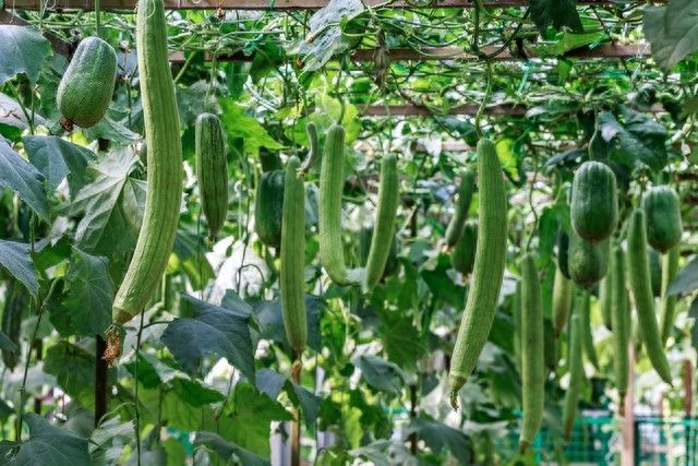 简易大棚丝瓜种植技术
