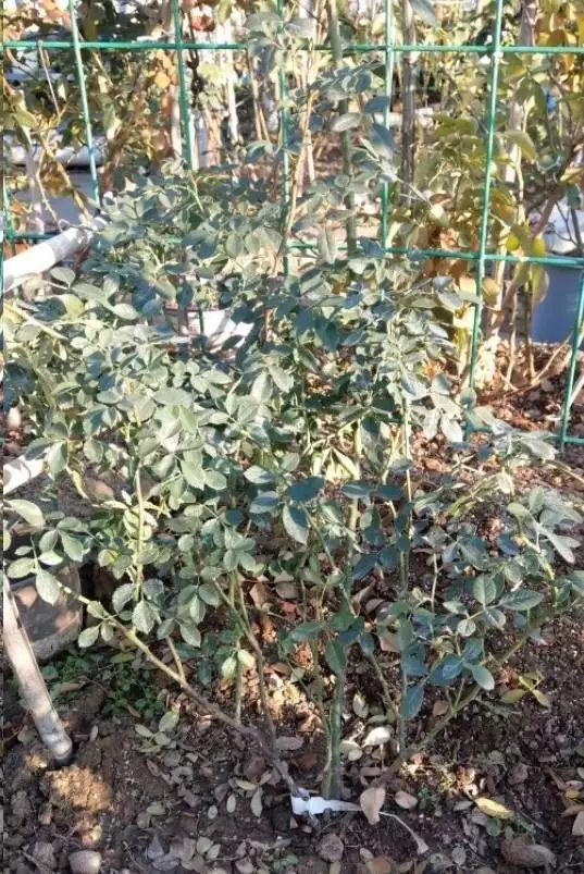 藤本月季种植方法