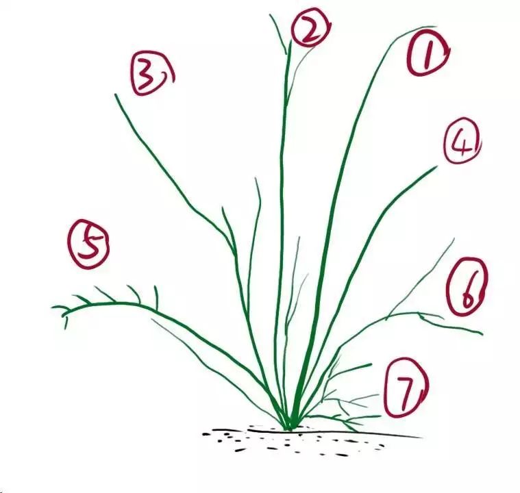 藤本月季种植方法