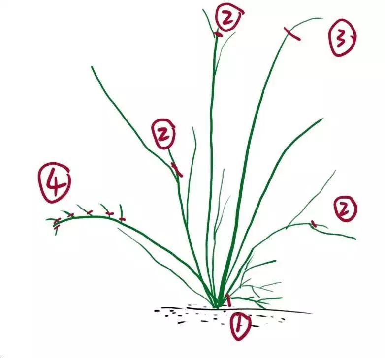 藤本月季种植方法