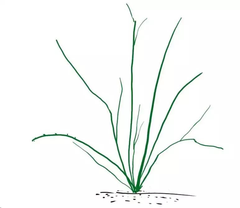 藤本月季种植方法