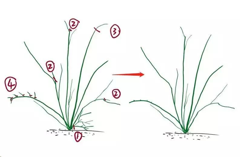 藤本月季种植方法