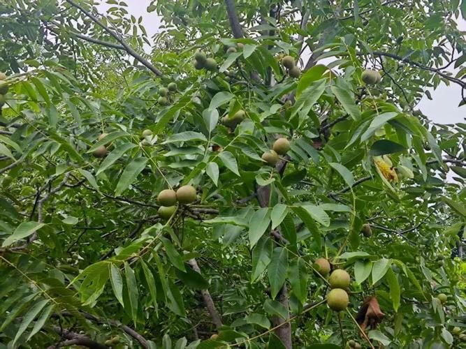 核桃的种植方法