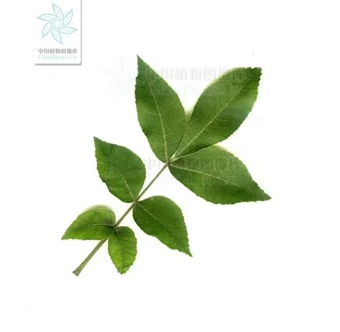核桃的种植方法
