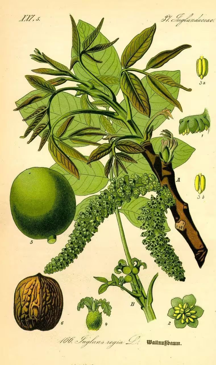 核桃的种植方法
