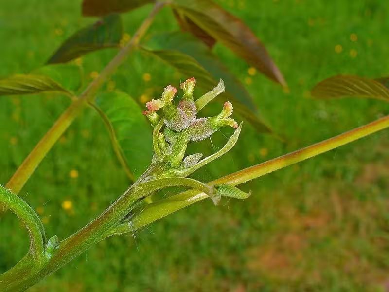 核桃的种植方法