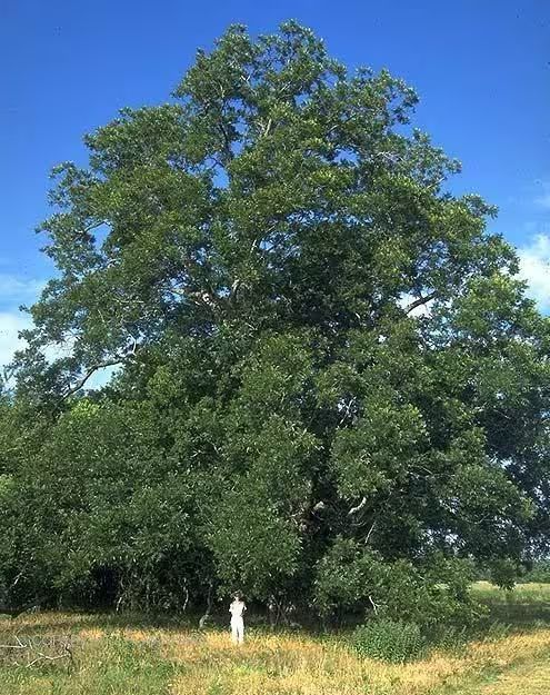 核桃的种植方法