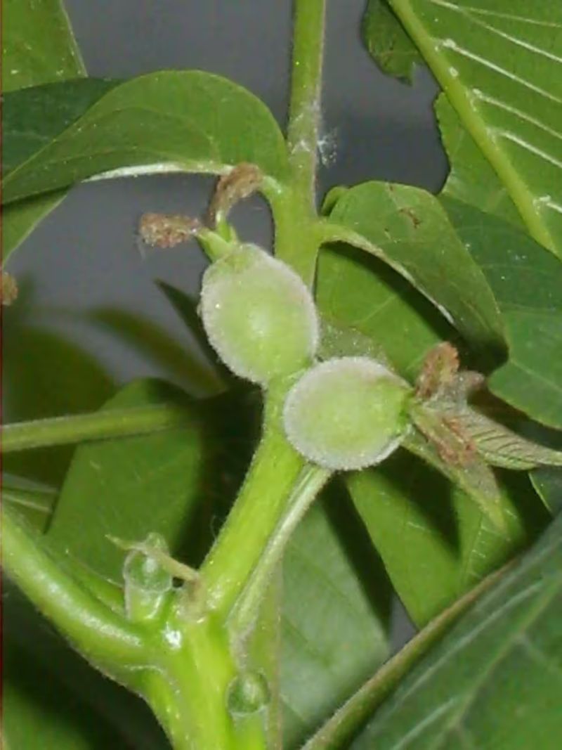 核桃的种植方法