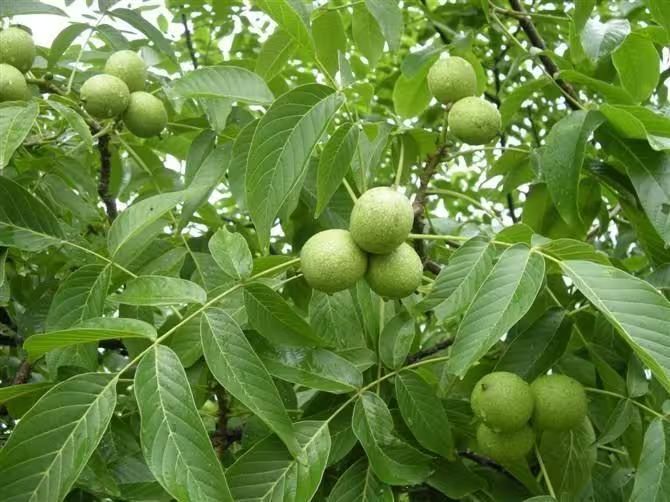 核桃的种植方法