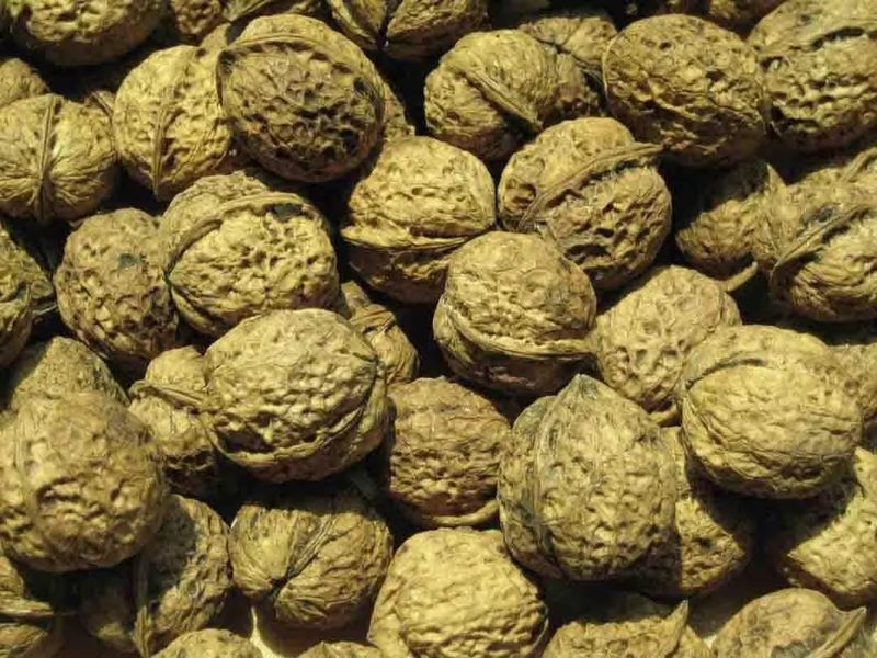 核桃的种植方法