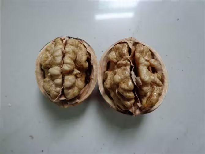 核桃的种植方法