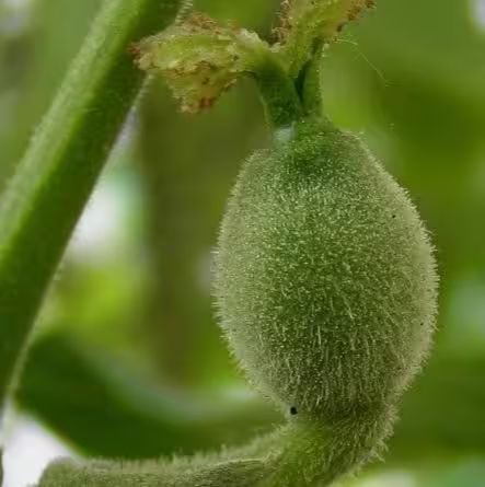 核桃的种植方法