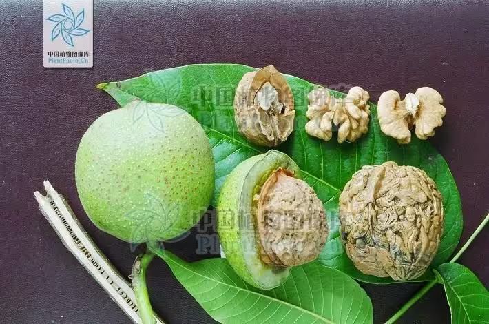核桃的种植方法