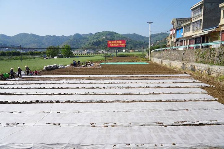 最新水稻种植技术视频