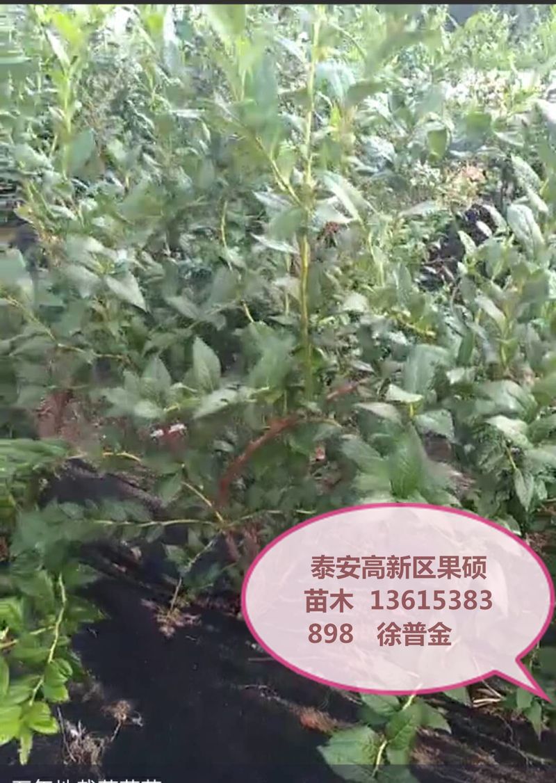 蓝莓苗种植技术