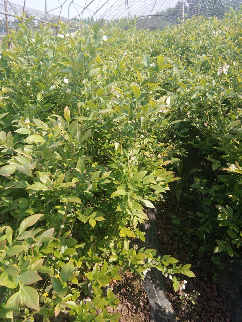 蓝莓苗种植技术