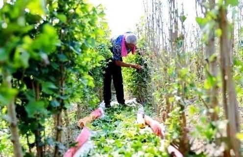 柠檬树种植技术