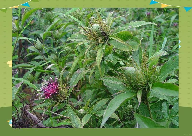 白术种植技术参考文献