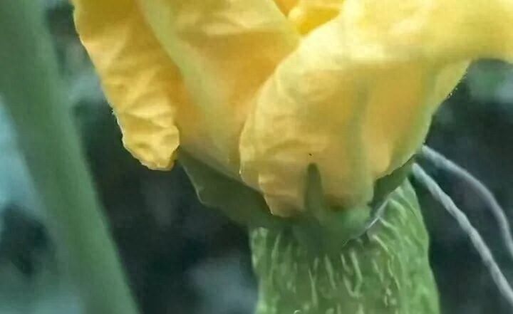 简易大棚丝瓜种植技术
