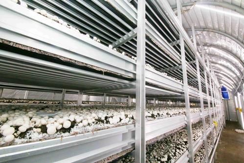 双抱菇的种植技术联系电话-百度