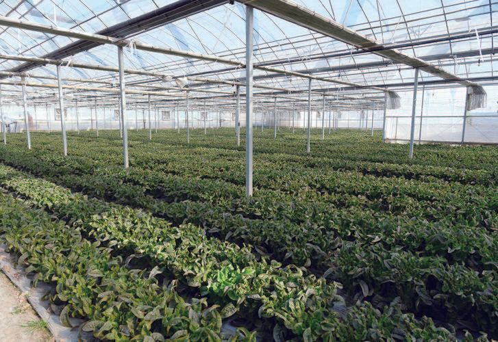 大棚豆角种植技术视频