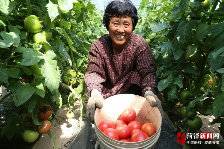 大棚豆角种植技术视频